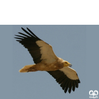 گونه کرکس مصری Egyptian Vulture